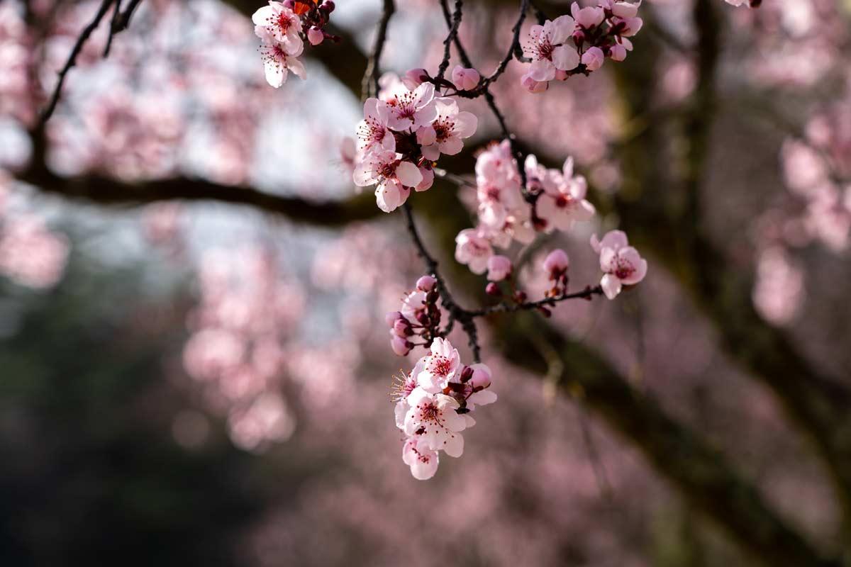 樱花