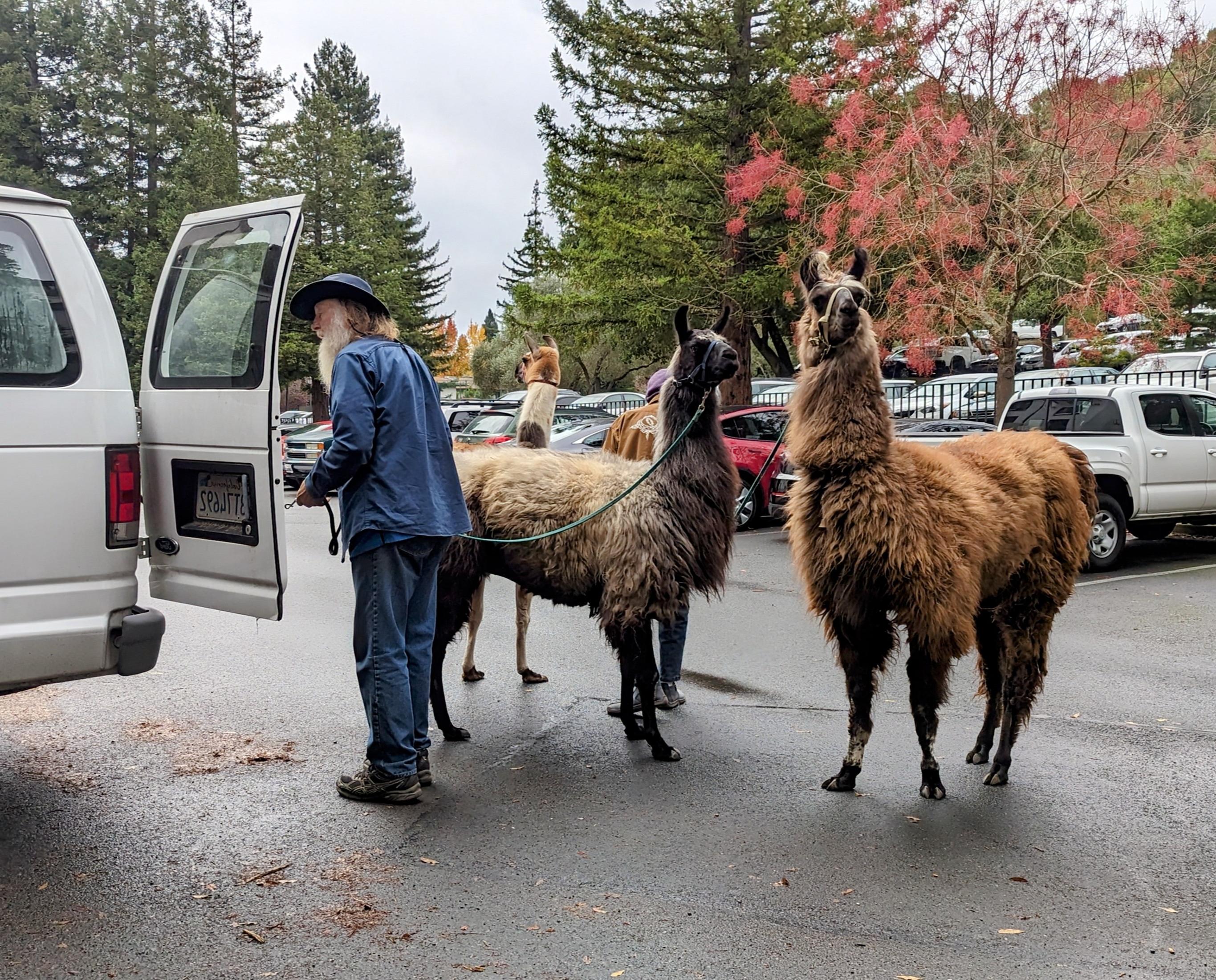 Llamas during the Stress Management Fair