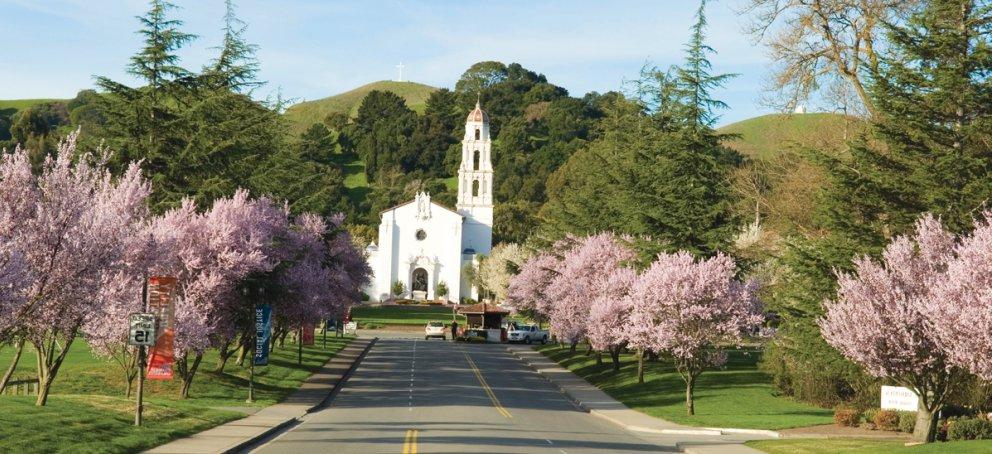 Drive way leading to Saint Mary's College Chapel with pink Cherry Blossom trees on either side