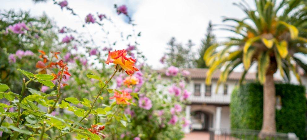 Orange and pink flowers on a bush with a palm tree in the background